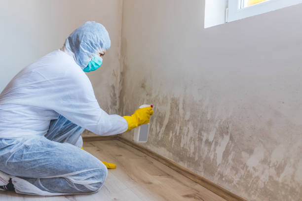 Licensed Black Mold Removal service in La Plata, MD - WQB Mold Removal
