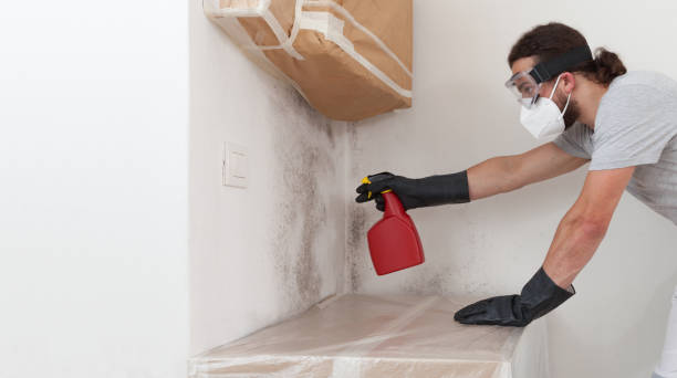 Professional Black Mold Removal technician working in La Plata, MD