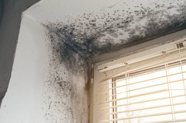 Affordable Black Mold Removal solutions in La Plata, MD